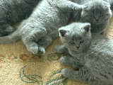 Scottish Fold Istanbul