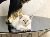 Sevi̇mli̇ Ve Sosyal Bri̇ti̇sh Shorthai̇r Si̇lver Ğoğnt Yavrularim