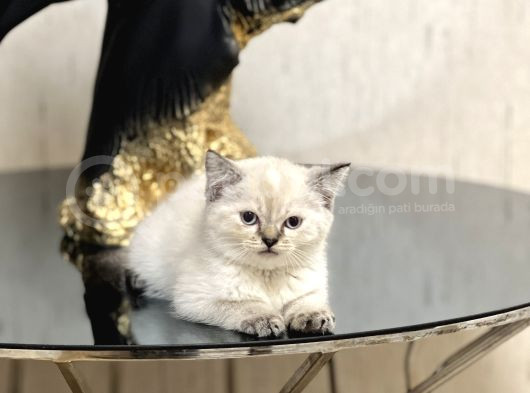 Sevi̇mli̇ Ve Sosyal Bri̇ti̇sh Shorthai̇r Si̇lver Ğoğnt Yavrularim görsel