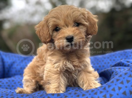 Sevi̇mli̇ Orji̇nal Malti̇poo Bebekler