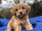 Sevi̇mli̇ Orji̇nal Malti̇poo Bebekler