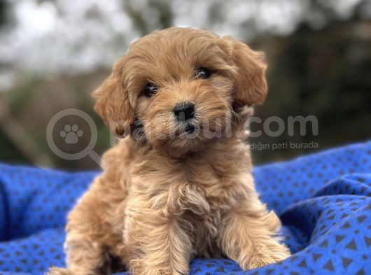 Sevi̇mli̇ Orji̇nal Malti̇poo Bebekler görsel