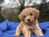 Sevi̇mli̇ Orji̇nal Malti̇poo Bebekler
