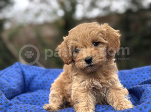 Sevi̇mli̇ Orji̇nal Malti̇poo Bebekler görsel