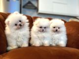 İthal Ukrayna çıkışlı Pomeranian Boo