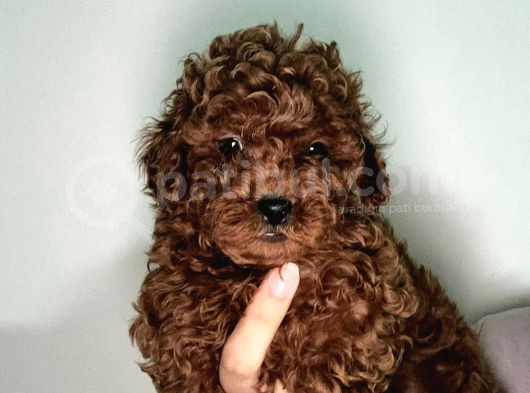 Red Brown Toy Poodle Yavru görsel