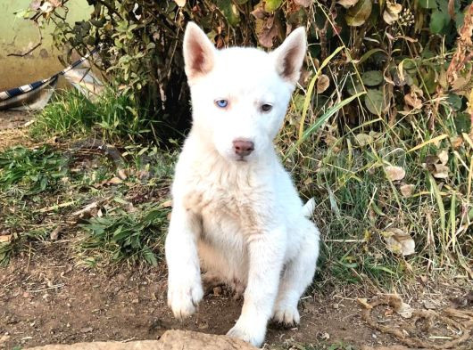 Kar Beyaz Parti Gözlü Husky Bebekler görsel