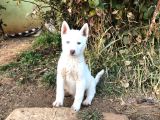 Kar Beyaz Parti Gözlü Husky Bebekler
