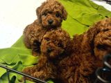 Özel Redbrown Toy Poodle Yavrularım 