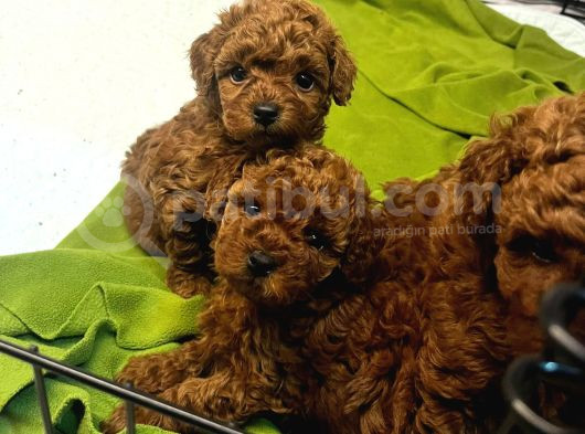 Özel Redbrown Toy Poodle Yavrularım  görsel