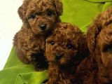 Özel redbrown Toy poodle yavrularım 
