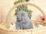 Duman Grisi Scottish Fold