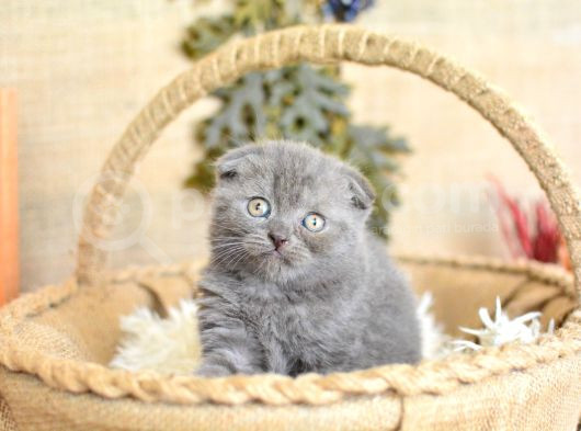 Duman Grisi Scottish Fold görsel