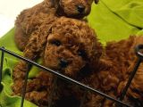 Özel Redbrown Toy Poodle Yavrularım 