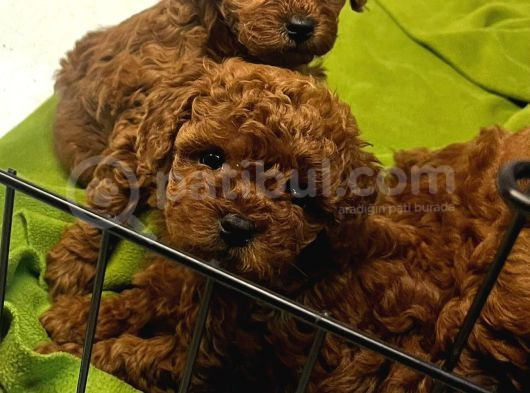 Özel Redbrown Toy Poodle Yavrularım  görsel