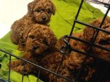Özel Redbrown Toy Poodle Yavrularım 