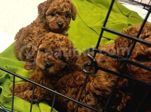 Özel Redbrown Toy Poodle Yavrularım  görsel