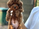 Toy Poodle Kore Micro Orjinal Safkan Garantili Gerçek