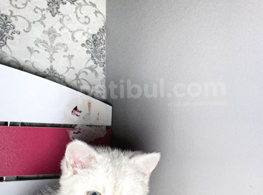 British Sılver Dişi Bebek görsel