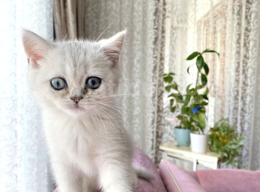 British Sılver Dişi Bebek görsel