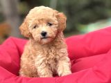 Di̇zayn Irk Malti̇poo Bebekleri̇mi̇z