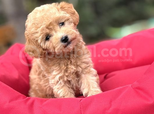 Di̇zayn Irk Malti̇poo Bebekleri̇mi̇z