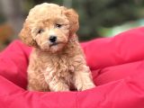 Di̇zayn Irk Malti̇poo Bebekleri̇mi̇z