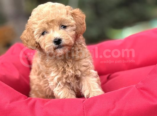 Di̇zayn Irk Malti̇poo Bebekleri̇mi̇z görsel