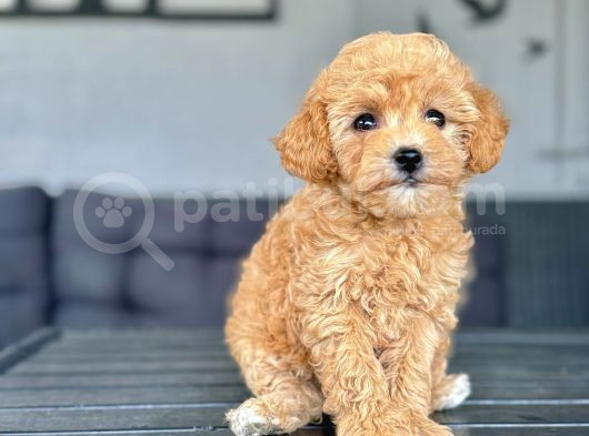 Dişi Toy Poodle Yavrumuz
