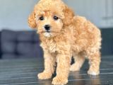 Dişi Toy Poodle Yavrumuz
