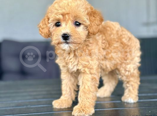 Dişi Toy Poodle Yavrumuz görsel
