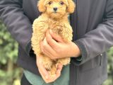 Gerçek Malti̇poo Dizayn Irk Bebeğimiz