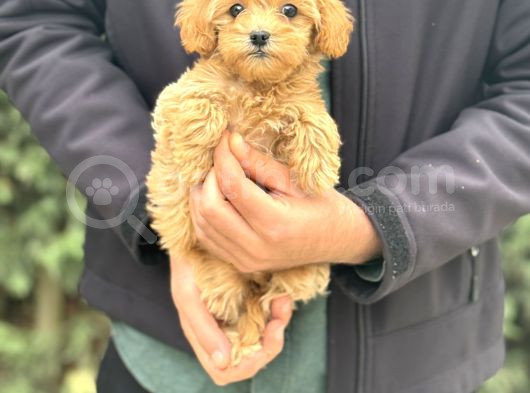Gerçek Malti̇poo Dizayn Irk Bebeğimiz görsel