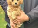 Gerçek Malti̇poo Dizayn Irk Bebeğimiz