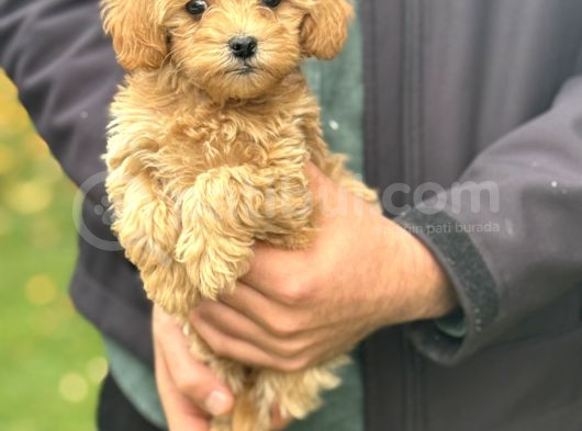 Gerçek Malti̇poo Dizayn Irk Bebeğimiz görsel