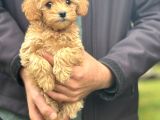 Gerçek Malti̇poo Dizayn Irk Bebeğimiz