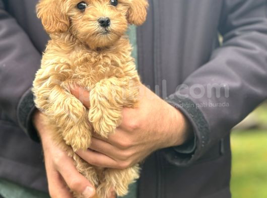 Gerçek Malti̇poo Dizayn Irk Bebeğimiz görsel
