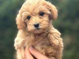 Di̇zayn Irk Malti̇poo Bebeği̇mi̇z Orji̇nal