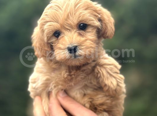 Di̇zayn Irk Malti̇poo Bebeği̇mi̇z Orji̇nal görsel