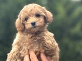 Di̇zayn Irk Malti̇poo Bebeği̇mi̇z Orji̇nal