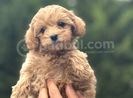 Di̇zayn Irk Malti̇poo Bebeği̇mi̇z Orji̇nal görsel