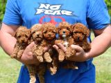 Ev ortamında poodle bebekler