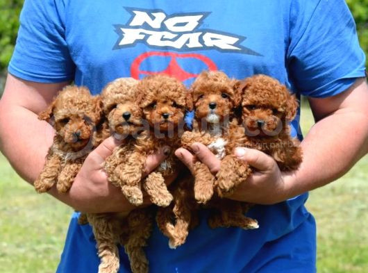 2 Karma Aşılı Toy Poodle Yavrular 
