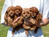 Ev Ortamında Poodle Bebekler