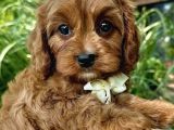 Kampanyalı Çok Ucuz Maltipo Poodle Bebekler