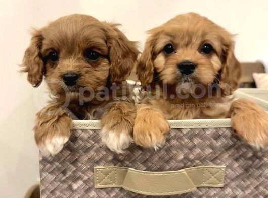 Ev Üretimi Maltipo Poodle Kardeşler görsel