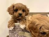 Ev Üretimi Maltipo Poodle Kardeşler