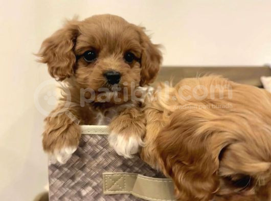 Ev Üretimi Maltipo Poodle Kardeşler görsel