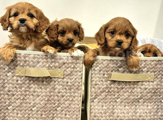 Ev Üretimi Maltipo Poodle Kardeşler