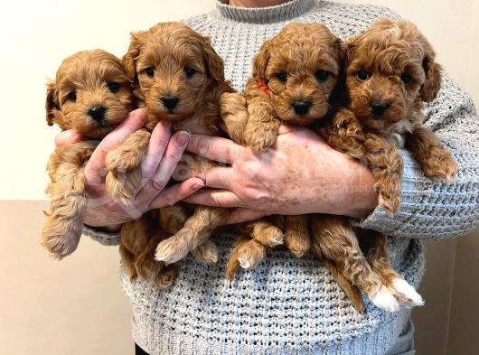 Özel Redbrown Toy Poodle Yavrularım  görsel